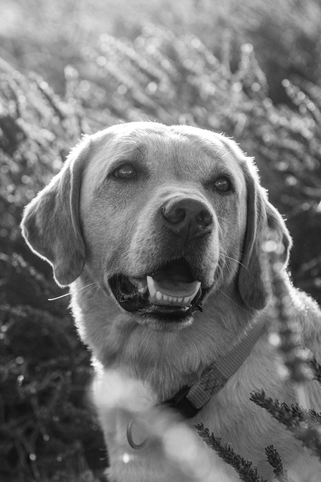 Le chien de la famille, langue pendante, dans la lavande