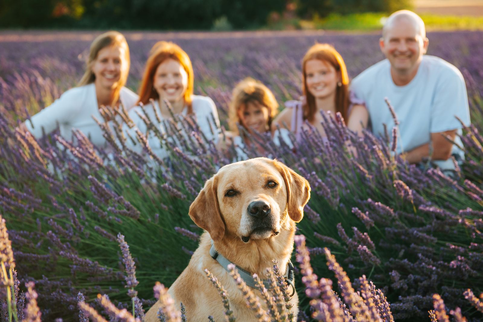 Famille en blanc et lilas dans la lavande, avec leur chien