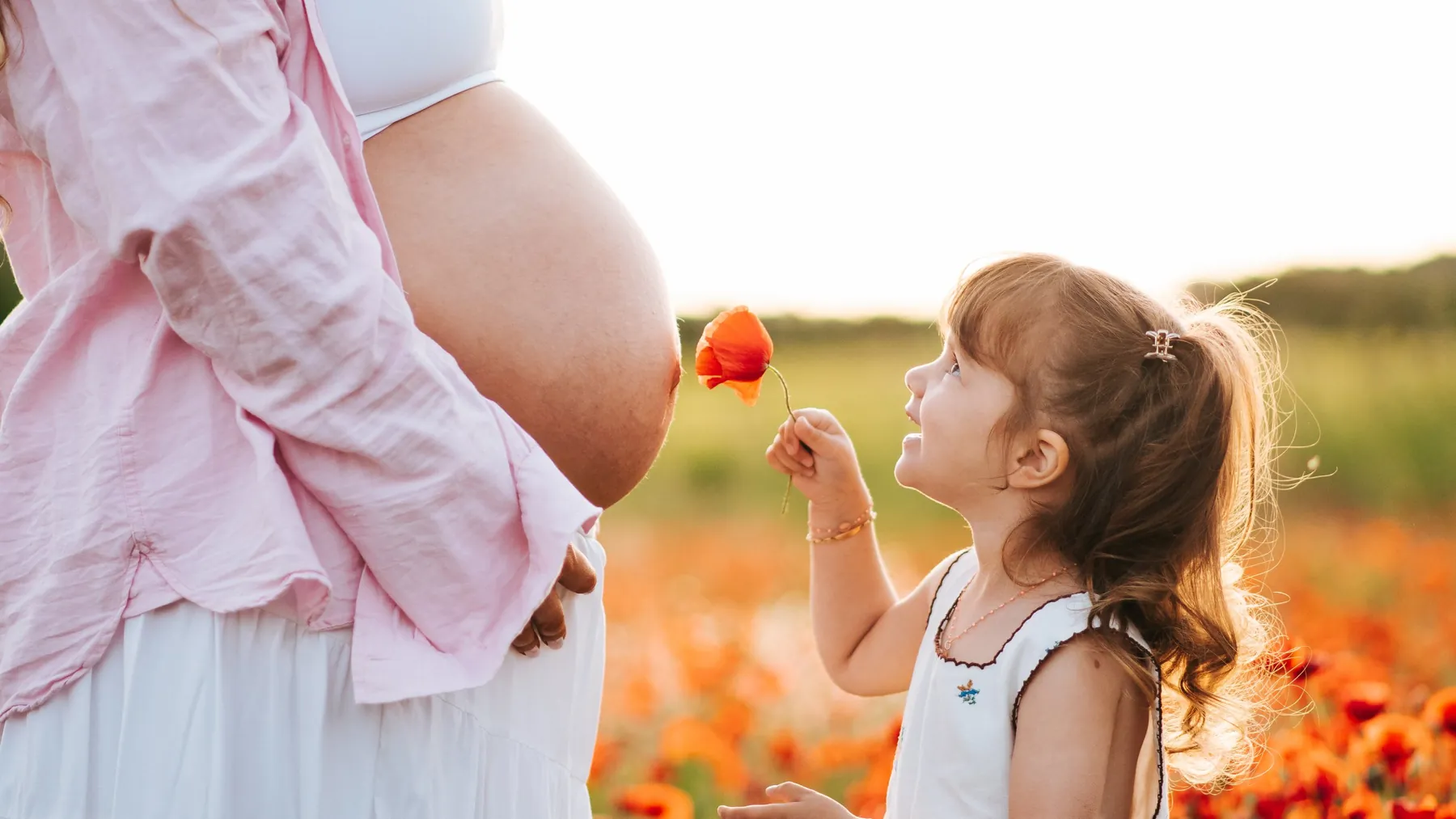 A little girl holding a poppy up to her pregnant mum's bump in a flower field at sunset