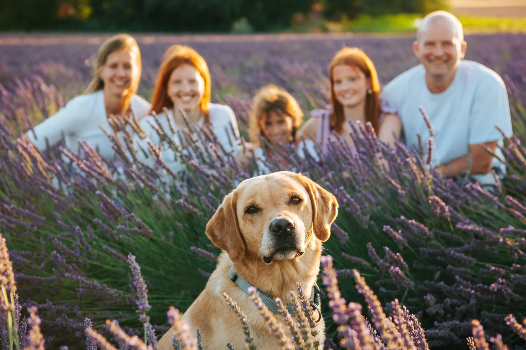 Family session in Provence: a Labrador in the lavender in the foreground, the smiling family blurred behind