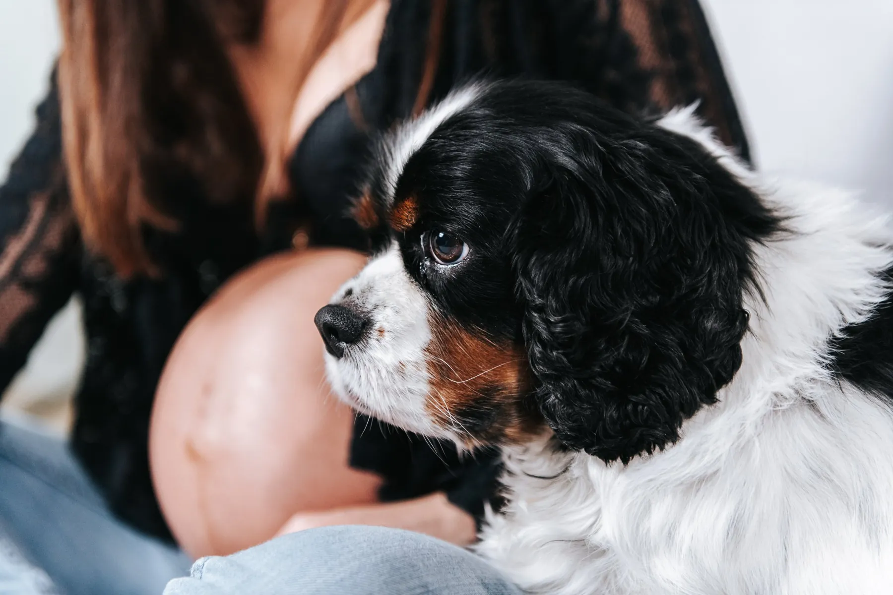 Pregnancy session with the family dog: a tricolour Cavalier King Charles sitting against its owner's bump